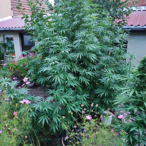 Purple Cookie Kush Sensi Seeds  growlog timeline photo