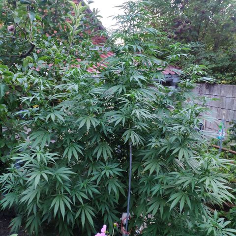 Purple Cookie Kush Sensi Seeds  growlog timeline photo