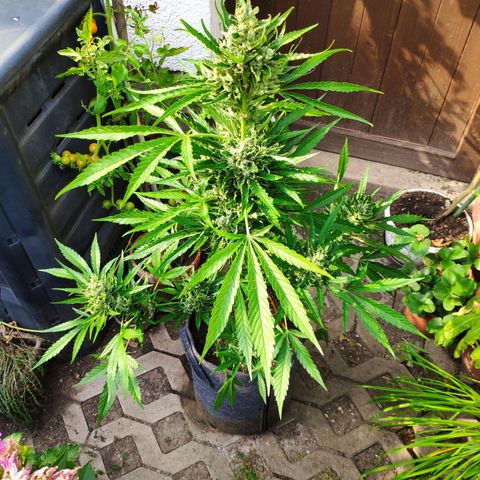 Purple Haze Auto  growlog timeline photo