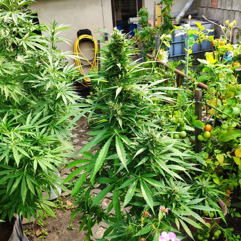 Pineapple Express 2 growlog timeline photo