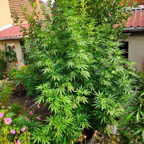 Purple Cookie Kush Sensi Seeds  growlog timeline photo