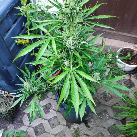 Purple Haze Auto  growlog timeline photo