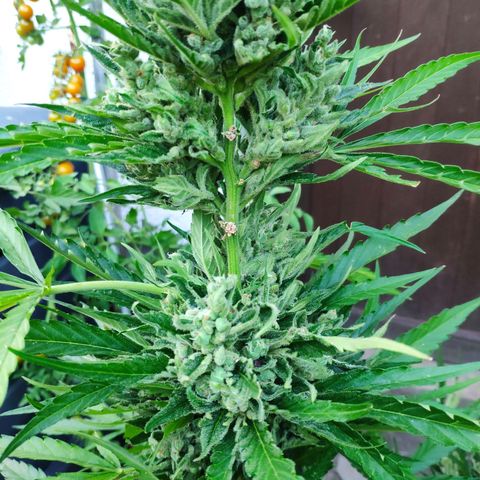 Purple Haze Auto  growlog timeline photo