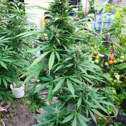 Pineapple Express 2 growlog timeline photo