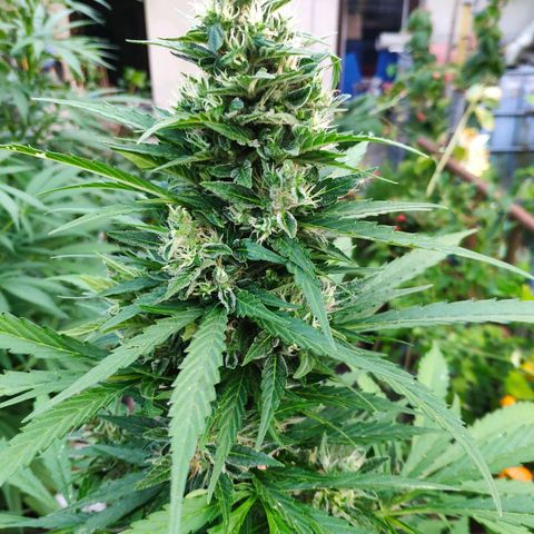 Pineapple Express 2 growlog timeline photo