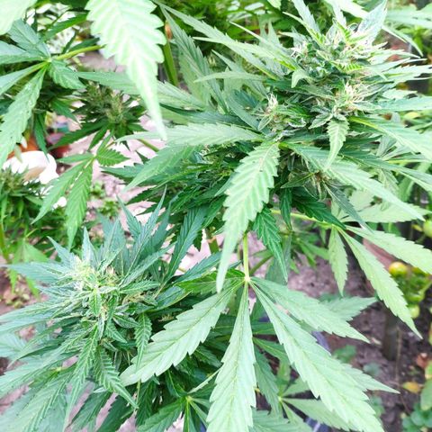 Pineapple Express 2 growlog timeline photo