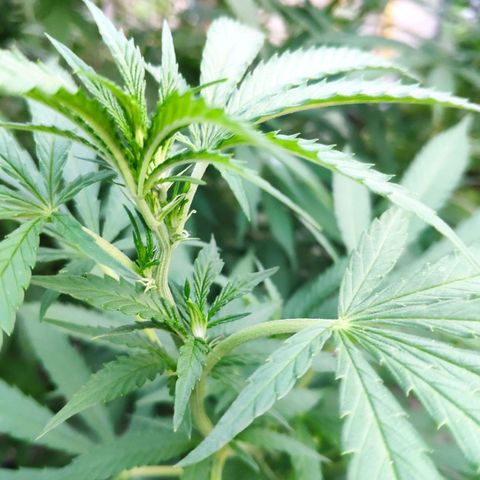 Purple Cookie Kush Sensi Seeds  growlog timeline photo