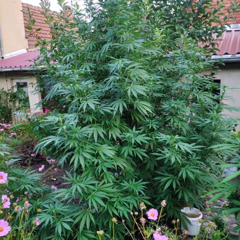 Purple Cookie Kush Sensi Seeds  growlog timeline photo