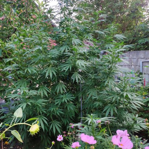 Purple Cookie Kush Sensi Seeds  growlog timeline photo