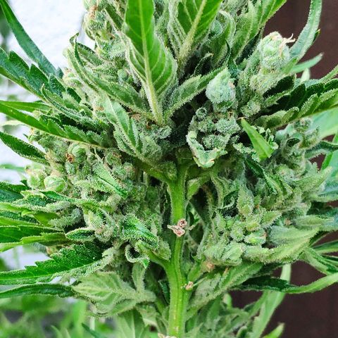 Purple Haze Auto  growlog timeline photo