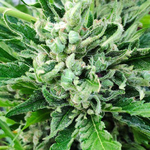 Purple Haze Auto  growlog timeline photo