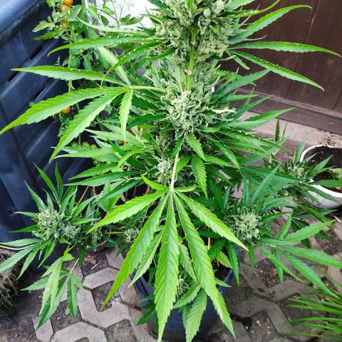 Purple Haze Auto  growlog timeline photo