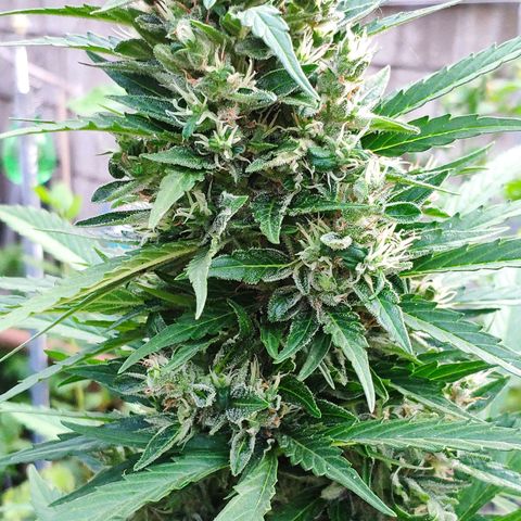 Pineapple Express 2 growlog timeline photo