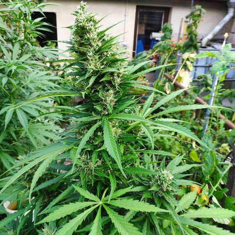Pineapple Express 2 growlog timeline photo