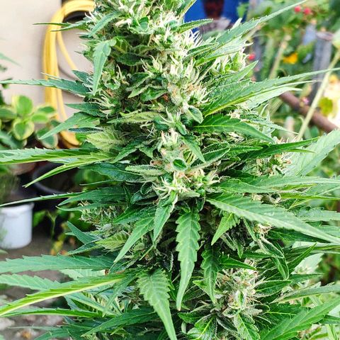 Pineapple Express 2 growlog timeline photo