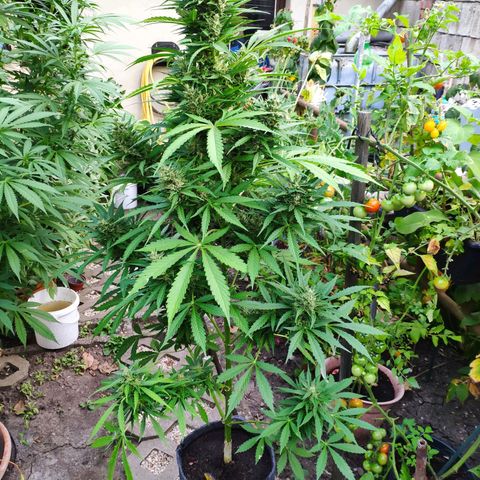 Pineapple Express 2 growlog timeline photo