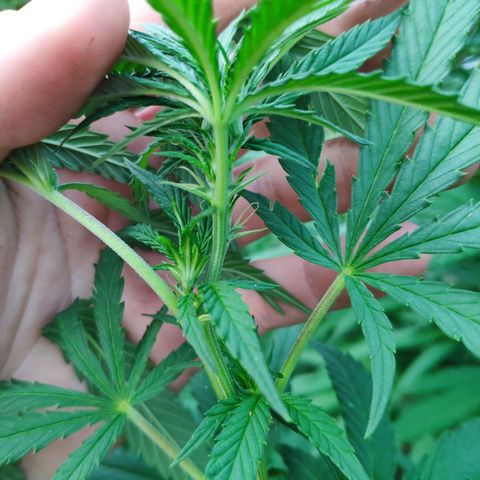 Purple Cookie Kush Sensi Seeds  growlog timeline photo