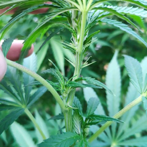 Purple Cookie Kush Sensi Seeds  growlog timeline photo