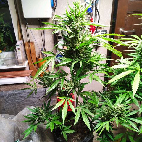 Purple Haze Auto  growlog timeline photo