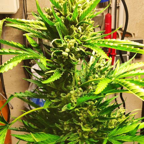 Purple Haze Auto  growlog timeline photo