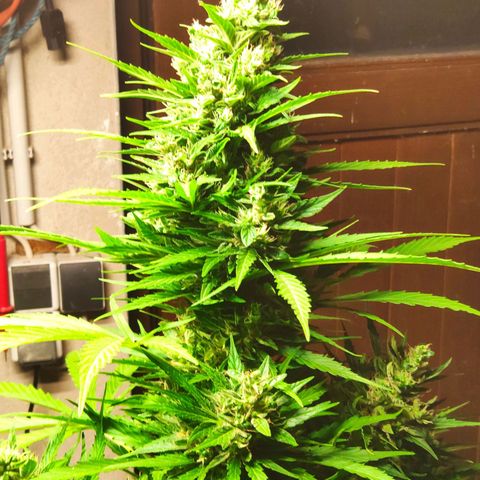 Pineapple Express 2 growlog timeline photo