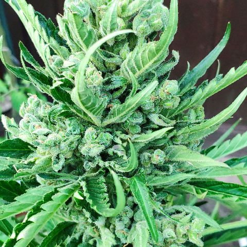 Purple Haze Auto  growlog timeline photo