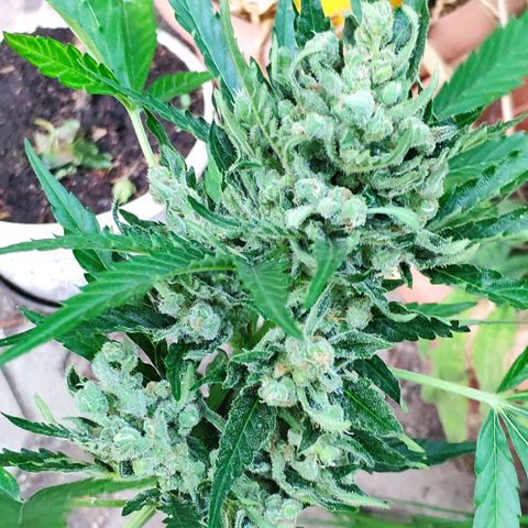 Purple Haze Auto  growlog timeline photo
