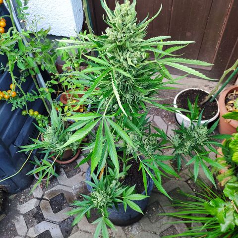 Purple Haze Auto  growlog timeline photo