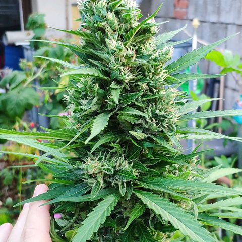 Pineapple Express 2 growlog timeline photo