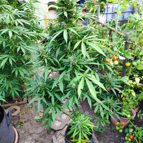 Pineapple Express 2 growlog timeline photo
