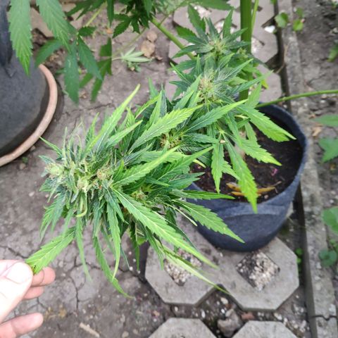 Pineapple Express 2 growlog timeline photo