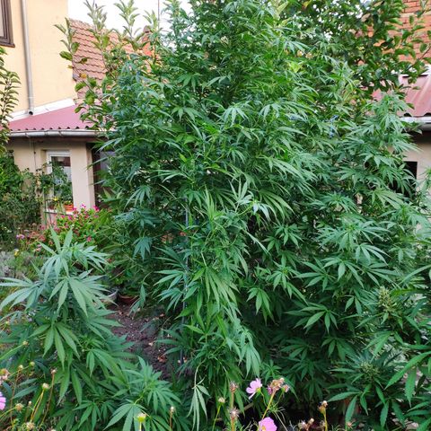 Purple Cookie Kush Sensi Seeds  growlog timeline photo