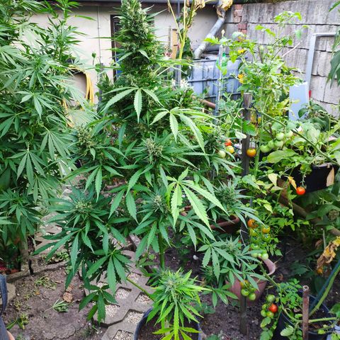 Pineapple Express 2 growlog timeline photo