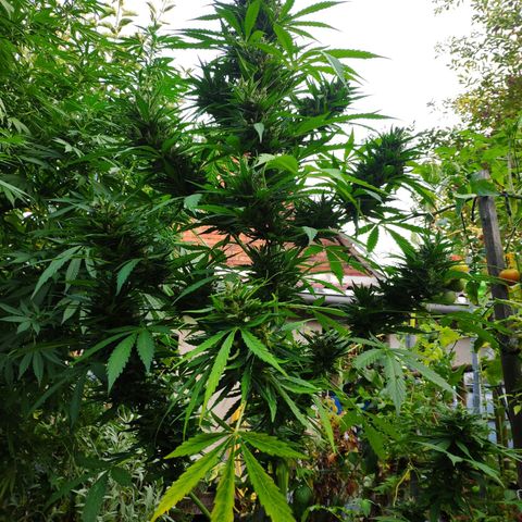 Pineapple Express 2 growlog timeline photo