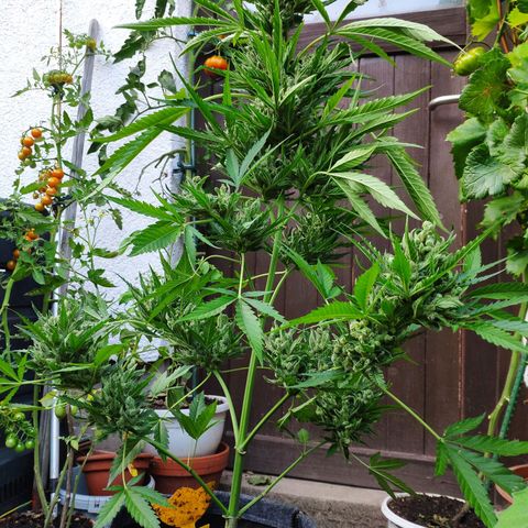 Purple Haze Auto  growlog timeline photo