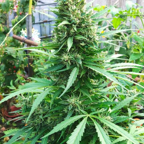 Pineapple Express 2 growlog timeline photo