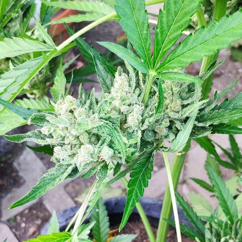 Purple Haze Auto  growlog timeline photo
