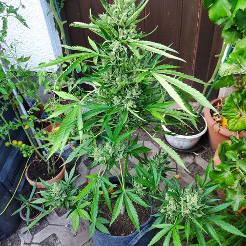Purple Haze Auto  growlog timeline photo