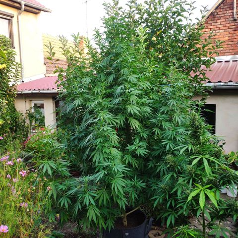 Purple Cookie Kush Sensi Seeds  growlog timeline photo