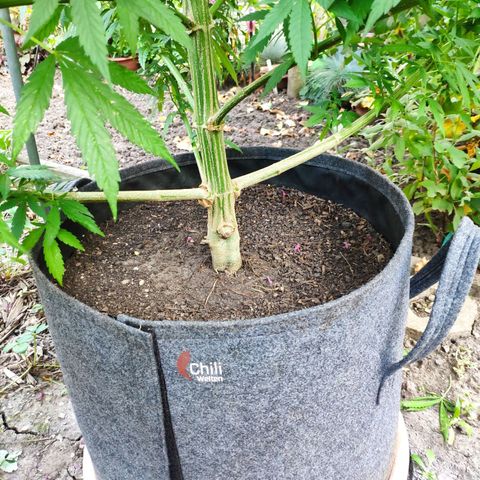Purple Cookie Kush Sensi Seeds  growlog timeline photo