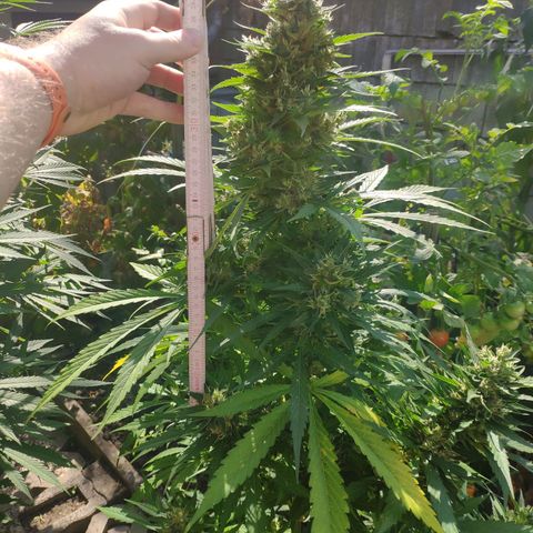 Pineapple Express 2 growlog timeline photo
