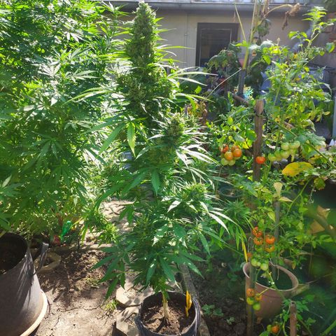 Pineapple Express 2 growlog timeline photo