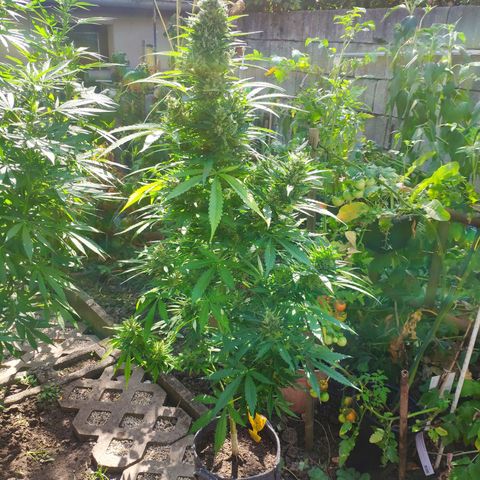 Pineapple Express 2 growlog timeline photo