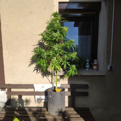 Pineapple Express 2 growlog timeline photo
