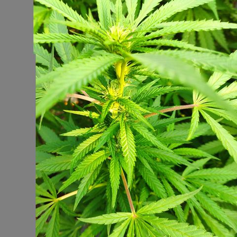 Purple Cookie Kush Sensi Seeds  growlog timeline photo