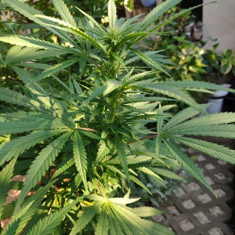Purple Cookie Kush Sensi Seeds  growlog timeline photo