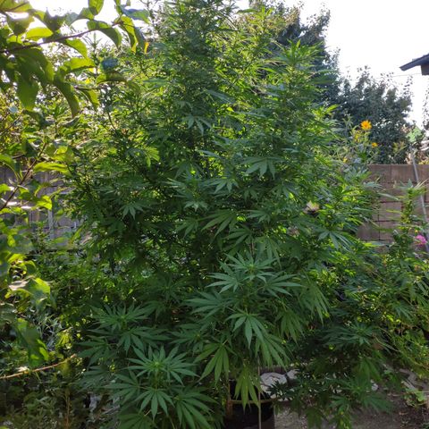 Purple Cookie Kush Sensi Seeds  growlog timeline photo