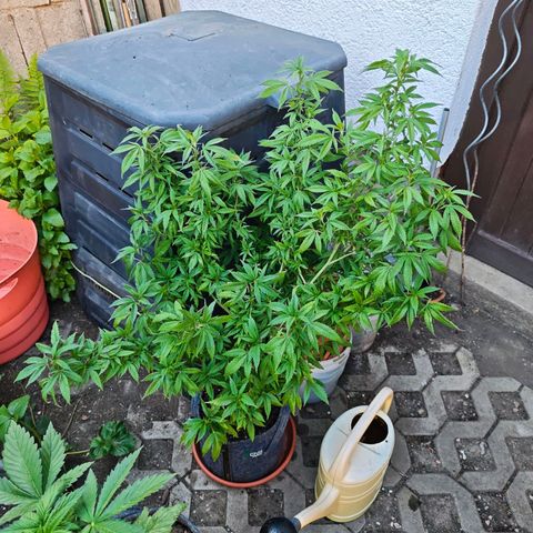 Purple Cookie Kush Sensi Seeds  growlog timeline photo