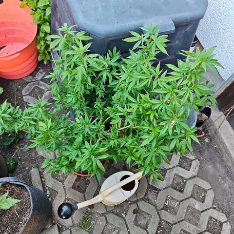 Purple Cookie Kush Sensi Seeds  growlog timeline photo