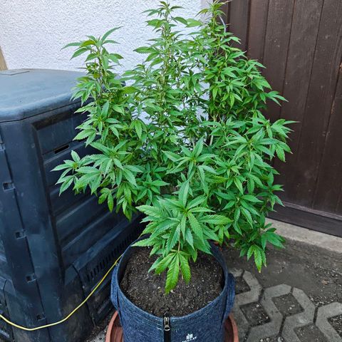 Purple Cookie Kush Sensi Seeds  growlog timeline photo